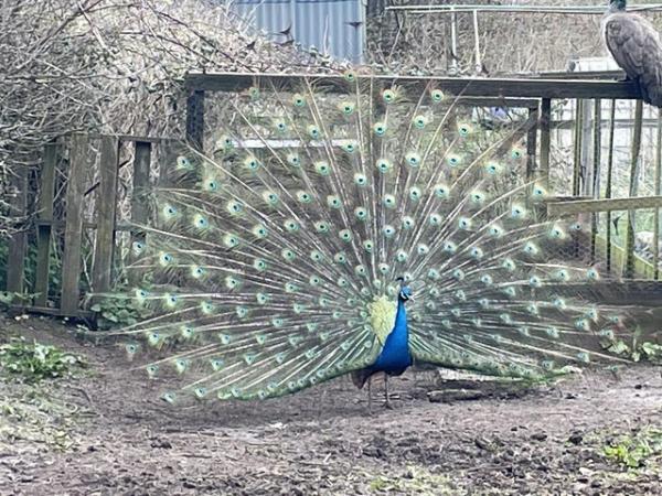 Image 2 of Adult Indian blue Peacocks for sale
