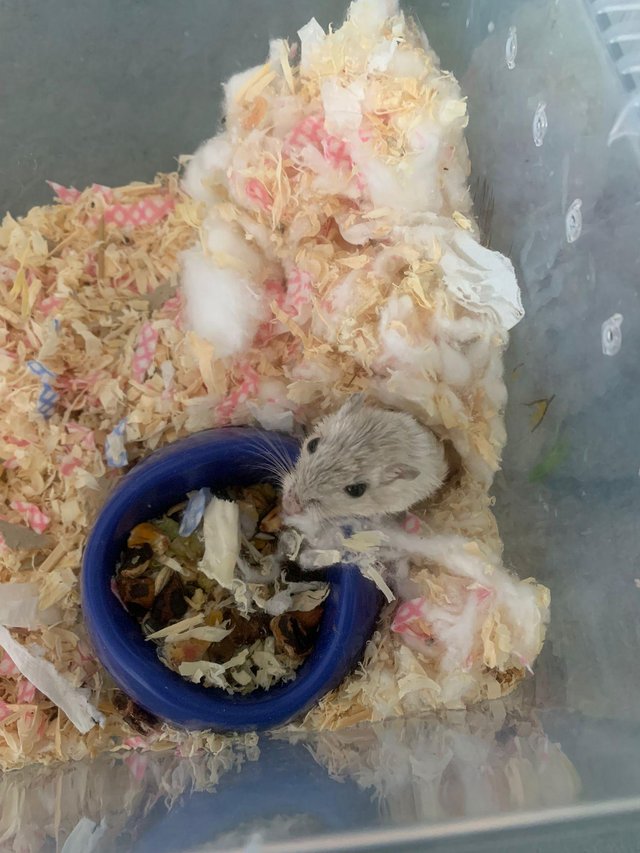 Preview of the first image of Hand tame baby female gerbil.