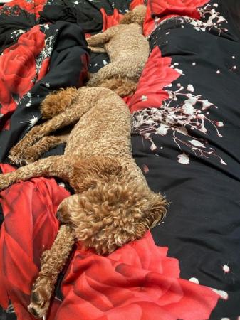 Image 33 of Beautiful Toy Poodles“ready now”