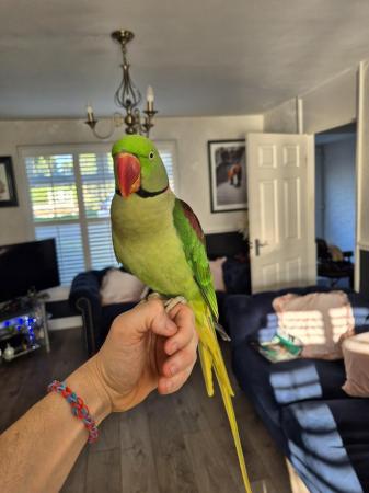Image 4 of Hand tame Alexandrine parrot