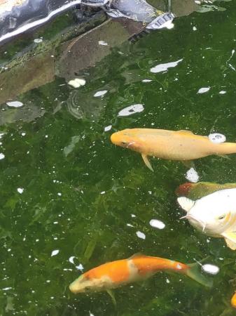 Image 2 of 5 healthy Young koi for sale to go together