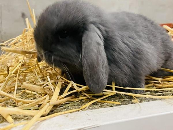 Image 2 of Stunning solid blue miniature lop Buck
