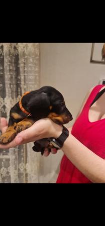 Image 3 of Beautiful smooth haired black and tan puppies