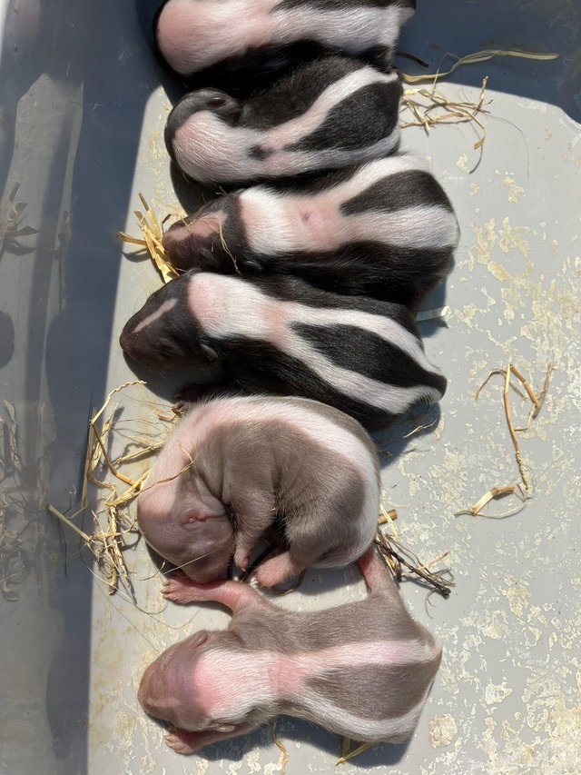 Preview of the first image of Adorable Baby Skunks available at 8 weeks.