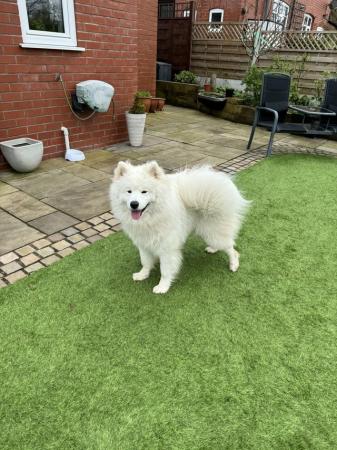 Image 4 of Young Male Samoyed 14 months old needs forever home.