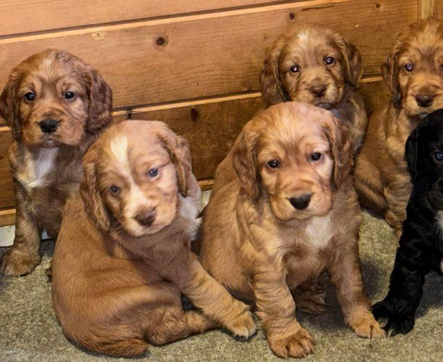 Preview of the first image of Stunning champion line working cocker spaniel puppies !!.