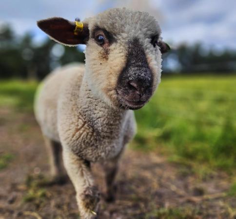 Image 1 of Ram lamb sheep crosses for sale