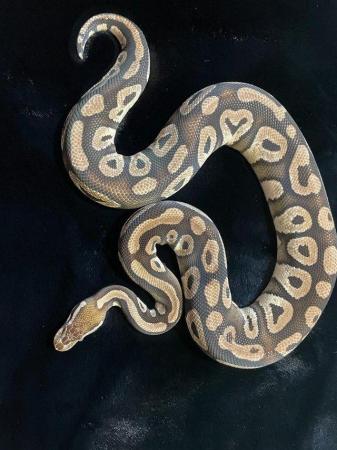 Image 4 of Ball pythons for sale adults and subs