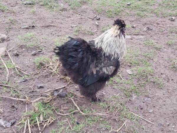 Image 11 of Excellent Quality, Gorgeous Silkie Cockerels.