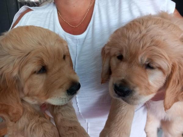 Image 10 of Golden Retriever Puppy reduced last girlMessage for detail