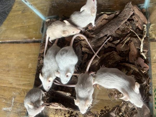 Image 1 of Fancy mice for sale, males and females