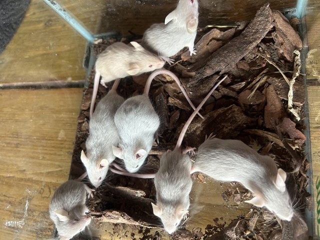Preview of the first image of Fancy mice for sale, males and females.
