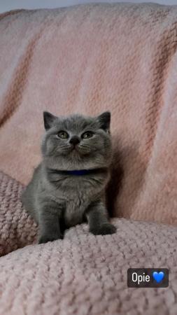 Image 2 of British Shorthair stunning GCCF Registered kittens
