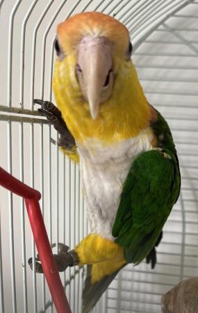 Image 5 of Semi Tame Yellow Tighed Caique Parrot and cage