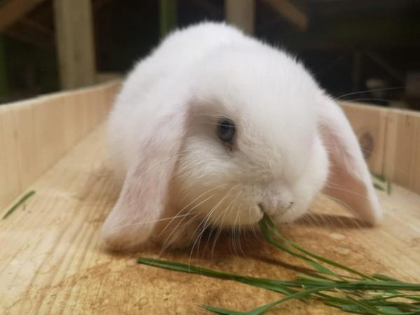 Image 3 of 1 year old male mini lop rabbit