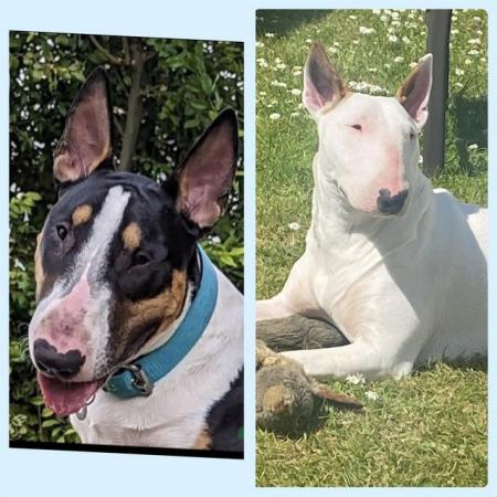 Image 5 of KC Registered English Bull Terrier puppies