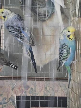 Image 2 of 6-7 month old baby budgies for sale