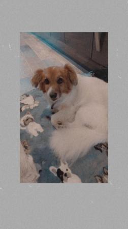 Image 10 of GUS IS A CAT FRIENDLY POM X JACK RUSSELL