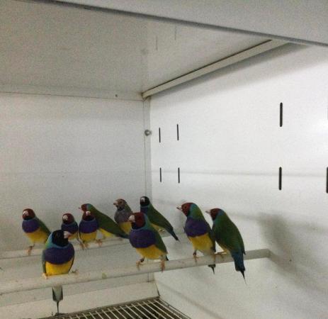 Image 1 of 2022 Gouldian Finches. £99pr!!!!