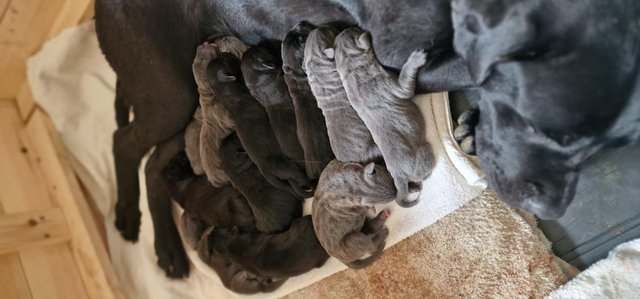 Image 4 of Absolutely stunning Cane Corso puppies!