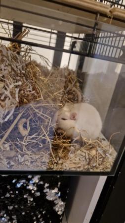 Image 3 of Female gerbils x2 with enclosure and extras