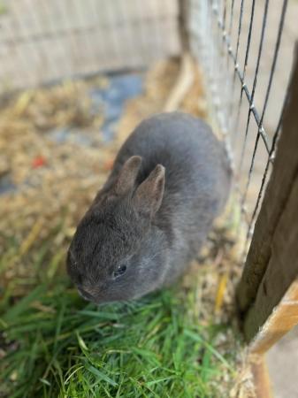 Image 6 of Friendly Male Grey Pure Netherland Dwarf Rabbit
