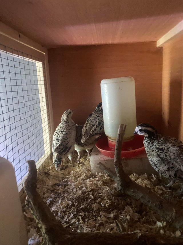 Preview of the first image of Very rare Snowflake Bobwhite quails.