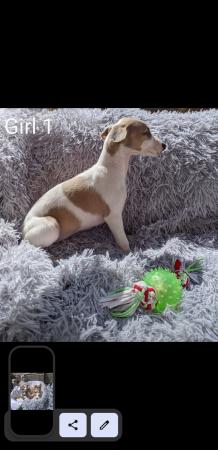 Image 3 of WHIPPET PUPPIES, PEDIGREE,KC REGISTERED