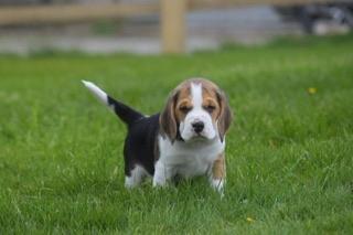 Image 10 of Gorgeous, Chunky Beagle Puppies