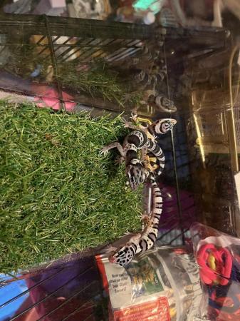 Image 5 of Baby leopard gecko for sale