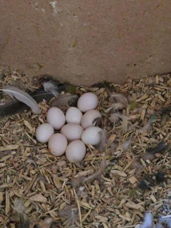 Image 27 of Ringneck - Quaker - Kakariki - Lovebird - Parrotlet Chicks