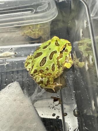 Image 3 of Pac-Man Lime Green Frog. Really nice pattern