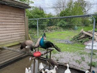 Image 3 of 2 x Indian Blue Peacocks (1 x Pied) for sale