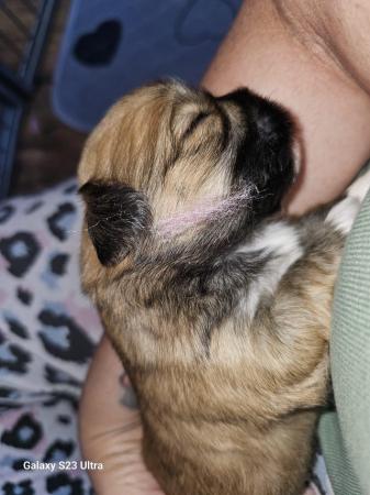 Image 3 of Lhasa apso puppies for sale