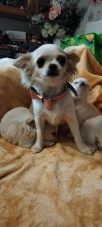 Image 6 of Puppy chihuahuas so loving and playful