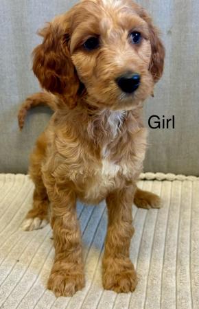 Image 10 of Out standing litter of Irish doodle puppies