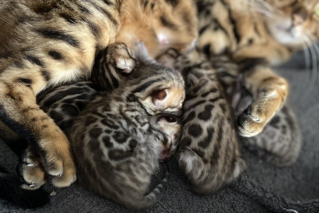 Preview of the first image of Stunningly marked Pedigree Health Tested Bengals.