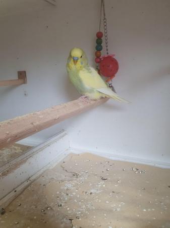 Image 4 of Baby budgerigars12 weeks old .Male and female.