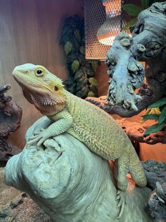 Image 3 of Bearded dragons with full setup