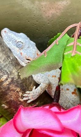 Image 4 of Male Orange Blotch gargoyle Gecko