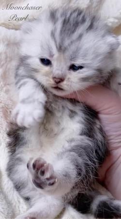 Image 2 of Gorgeous Silver Spotty Tabby British Shorthairs Registered