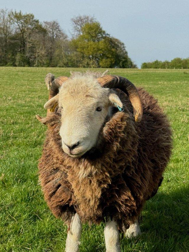 Preview of the first image of Pedigree Purebred Herdwick Ram Lambs / Tups 1 yr old.
