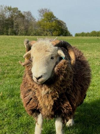Image 1 of Pedigree Purebred Herdwick Ram Lambs / Tups 1 yr old