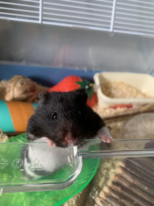 Preview of the first image of 2 year old Syrian Hamster.