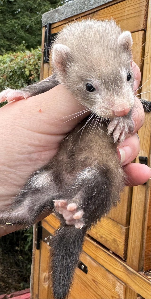 Preview of the first image of Ferret kits 6 weeks old.