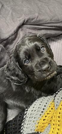Image 5 of Kc registered cocker spaniel pups ready 25 th April