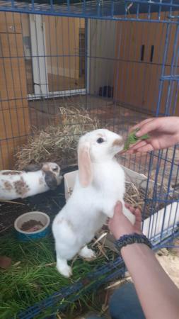 Image 6 of Beautiful, Well handled, Baby Mini Lop Rabbit