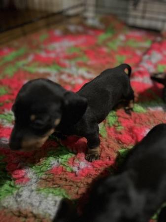 Image 6 of READY NOWMidi dachshund puppies