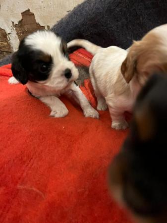 Image 5 of Cavalier King Charles Spaniel puppies