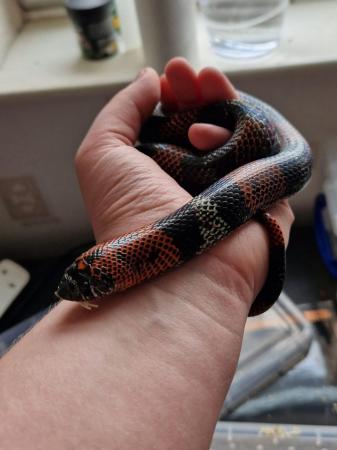 Image 5 of 2 year old tri-colour hognose male